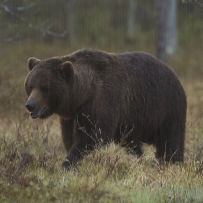  Black bears in Finland 